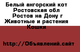 Белый ангорский кот - Ростовская обл., Ростов-на-Дону г. Животные и растения » Кошки   